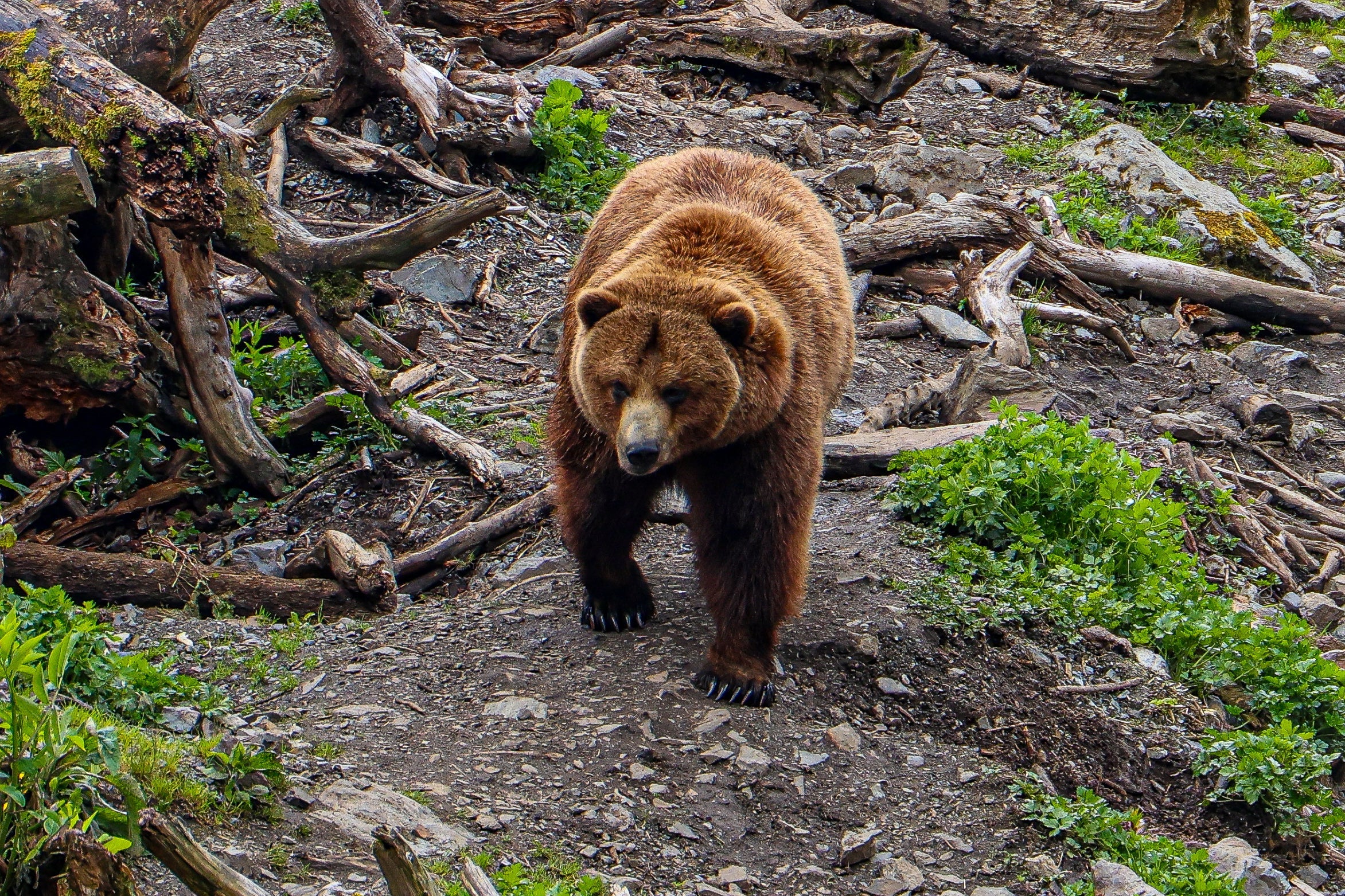 WAYG Collection Drop- Sitka Alaska